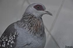 Birds & Animals Market