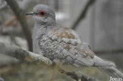 Geopelia cuneata