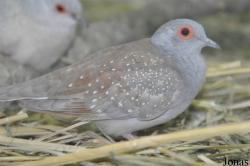 Birds & Animals Market