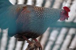 Zoo Lourosa