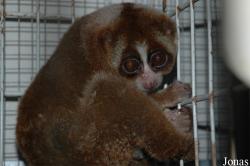 Nycticebus sp.