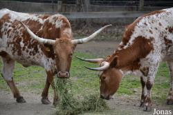 Vache Texas Longhorn