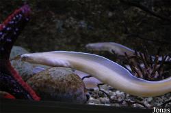 Uropterygiinae