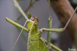 Phasmatidae