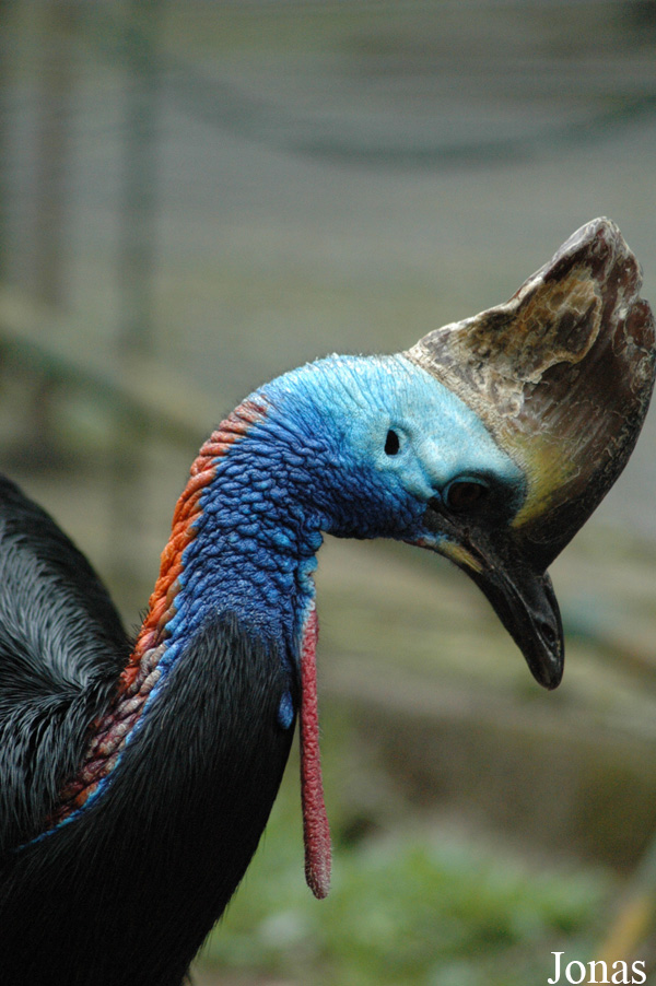 Zoo Lourosa