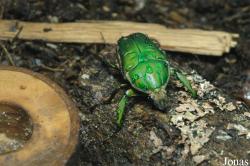 Cetoniidae