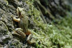 Rana temporaria