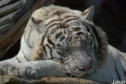 Zoo du Bouy