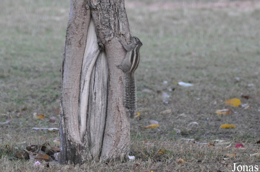 Sharjah National Park