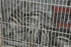 Birds & Animals Market