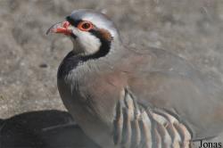 Alectoris chukar