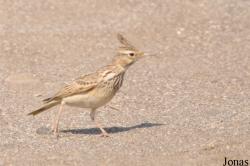 Alaudidae