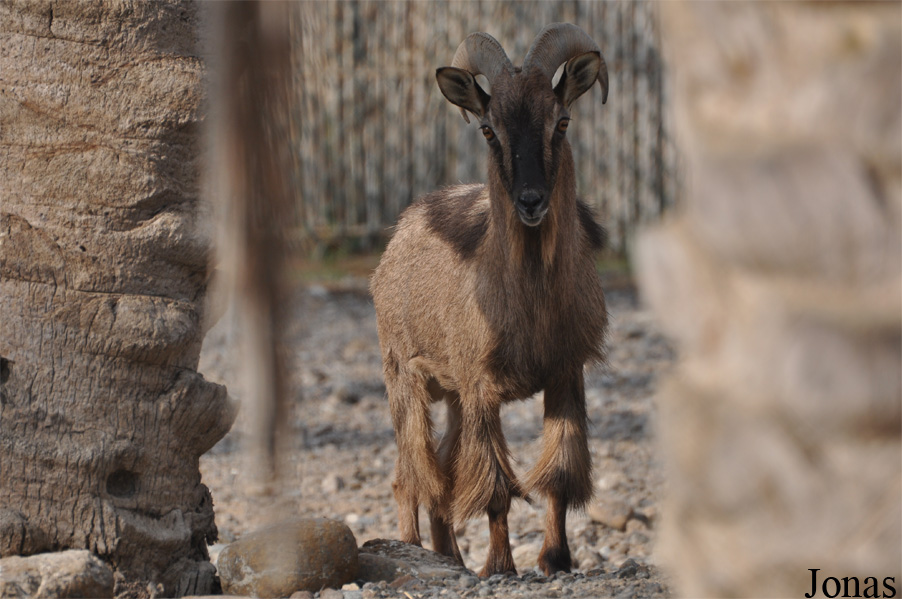 Sharjah Desert Park