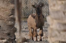 Sharjah Desert Park