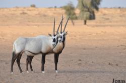 Oryx leucoryx