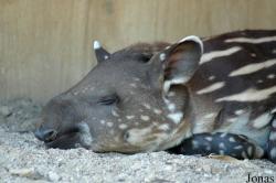 Zoo d'Amnéville