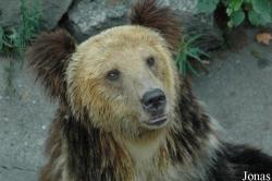 Ursus arctos