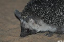 Paraechinus aethiopicus