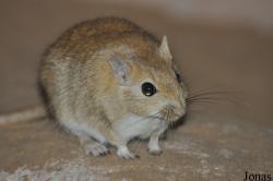 Meriones arimalius