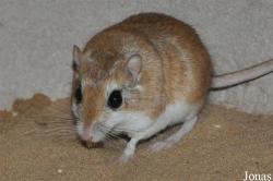Gerbillus nanus