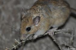 Sekeetamys calurus