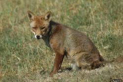 Vulpes vulpes