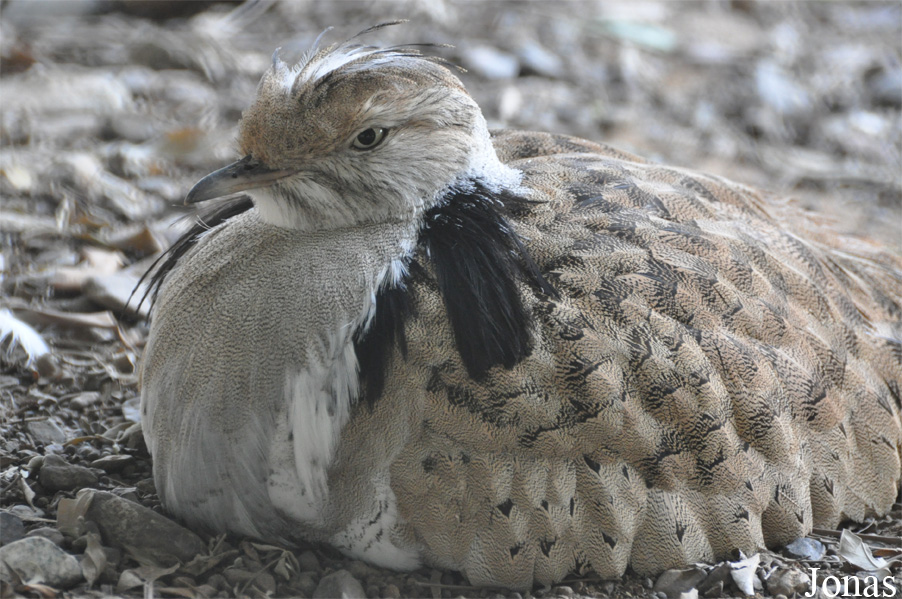 Sharjah Desert Park