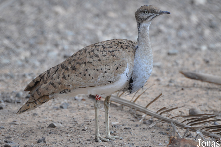 Sharjah Desert Park