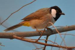 Sharjah Desert Park