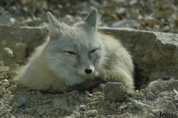 Vulpes corsac