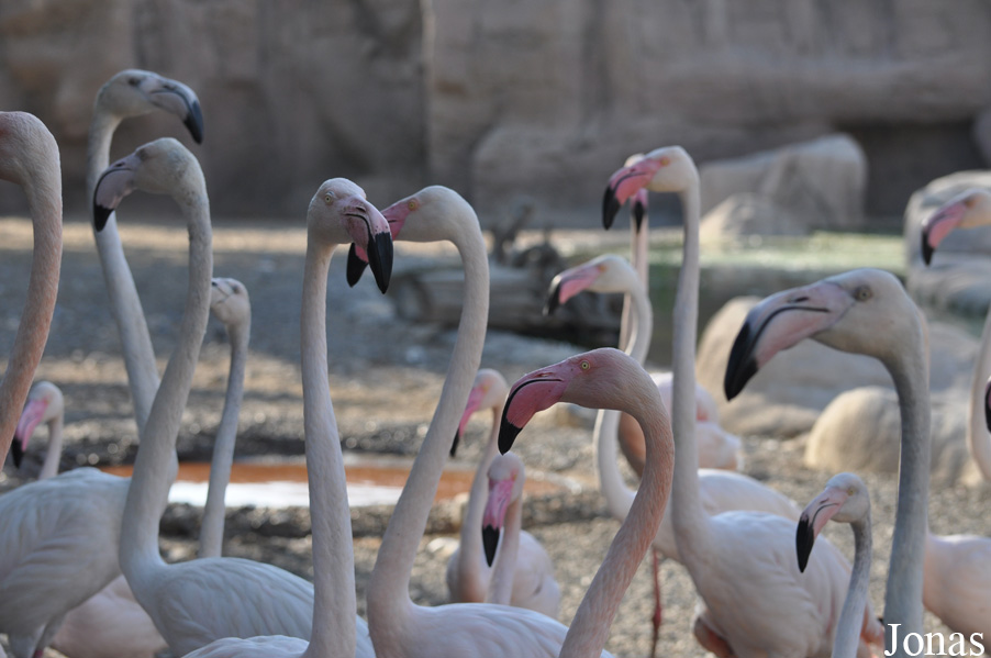 Sharjah Desert Park