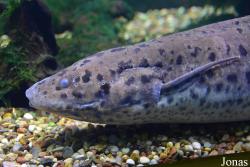 Protopteridae