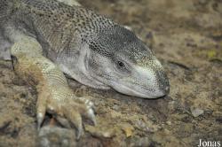 Varanus yemenensis
