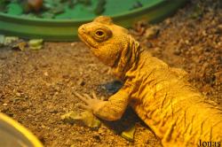 Uromastyx benti