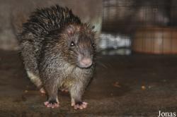 Atherurus macrourus