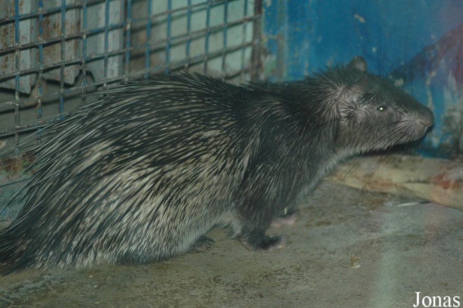 Beijing Zoological Gardens