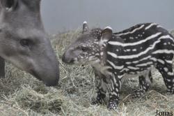 Tapirus terrestris