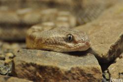 Echis coloratus