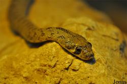 Coluber ventromaculatus