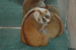 Lorisidae