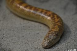 Erycinae