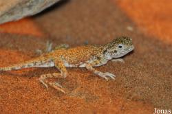 Phrynocephalus arabicus
