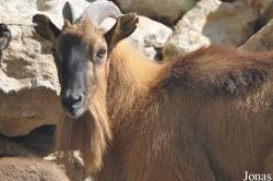 Oman Mammal Breeding Centre