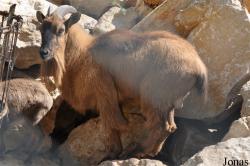 Oman Mammal Breeding Centre