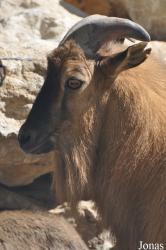 Oman Mammal Breeding Centre