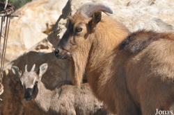 Oman Mammal Breeding Centre