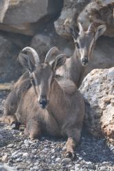 Oman Mammal Breeding Centre