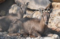 Oman Mammal Breeding Centre