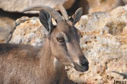 Oman Mammal Breeding Centre
