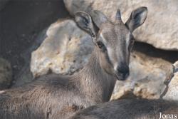 Oman Mammal Breeding Centre